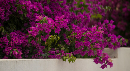 flore méditerranéenne