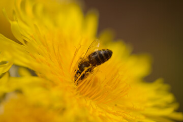 Flora of Gran Canaria -  Sonchus acaulis, sow thistle endemic to central Canary Islands natural macro floral background

