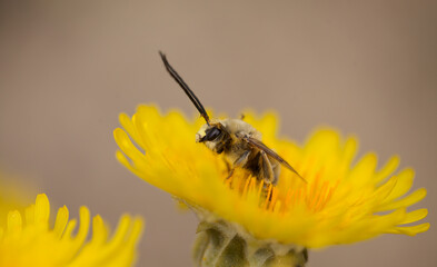 Flora of Gran Canaria -  Sonchus acaulis, sow thistle endemic to central Canary Islands natural macro floral background
