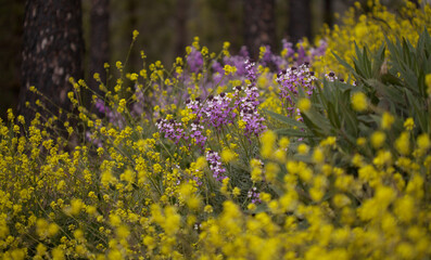 Flora of Gran Canaria - lilac flowers of crucifer plant Erysimum albescens, endemic to the island natural macro floral background
