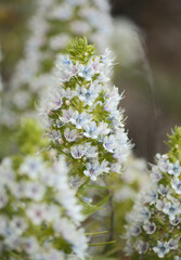 Flora of Gran Canaria -  Echium decaisnei, white bugloss endemic to the islands, natural macro floral background
