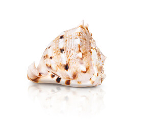 Sea shell isolated on white background. Seashell Cassis Cornuta.