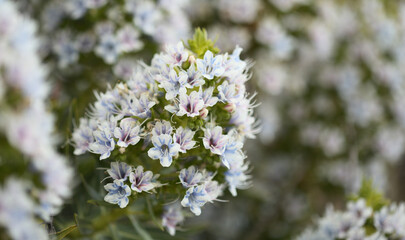 Obraz premium Flora of Gran Canaria - Echium decaisnei, white bugloss endemic to the islands, natural macro floral background 