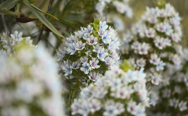 Flora of Gran Canaria -  Echium decaisnei, white bugloss endemic to the islands, natural macro floral background
