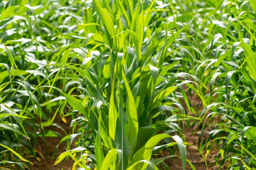 detail of corn plantation. agriculture