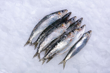 Several fresh sardines in ice