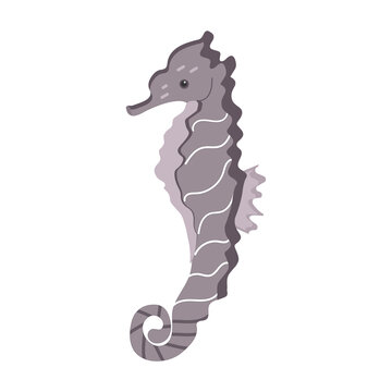 Isolated image of a beautiful dark seahorse on a white background
