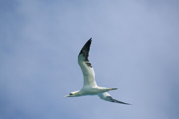 Gabbiano con ali spiegate, in volo in cerca di cibo, in perlustrazione con un cielo limpido e azzurro sullo sfondo