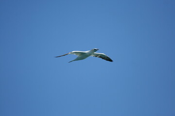 Gabbiano con ali spiegate, in volo in cerca di cibo, in perlustrazione con un cielo limpido e azzurro sullo sfondo