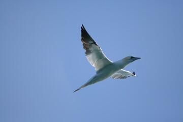 Gabbiano con ali spiegate, in volo in cerca di cibo, in perlustrazione con un cielo limpido e azzurro sullo sfondo