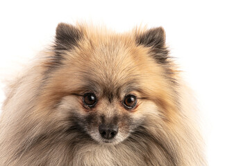 Brown Pomeranian Sheepdog