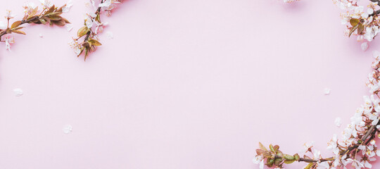 Spring background may flowers and April floral nature on pink background. Branches of blossoming apricot macro with soft focus. For easter and spring greeting cards with copy space. Springtime.