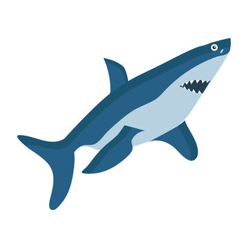 Isolated image of a blue-blue shark on a white background