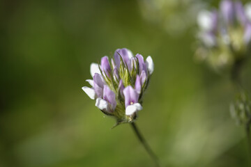 Flora of Gran Canaria -  Bituminaria bituminosa, plant with potential use for phytostabilization of heavy metal contaminated or degraded soils 
natural macro floral background
