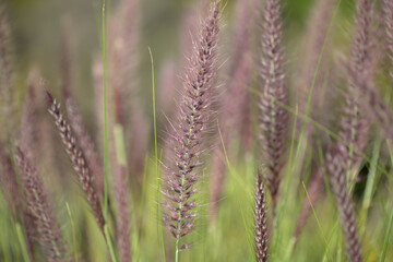 Flora of Gran Canaria -  Cenchrus setaceus, crimson fountaingrass, highly invasive species natural macro floral background

