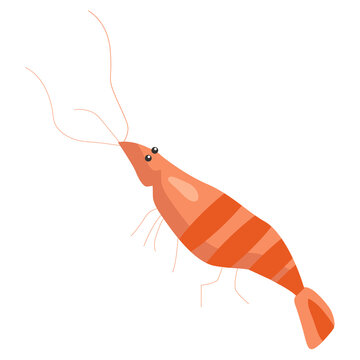 Isolated image of a shrimp on a white background
