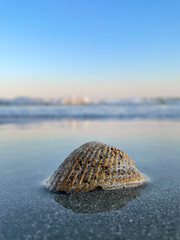 shell on the beach