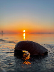 Sun and shell