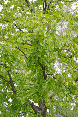 Hazelnut tree (bear nut) (Corylus colurna L.). Crown fragment