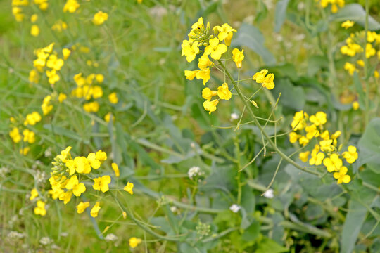 Yellow inflorescences of field cabbage (Brassica campestris L.)