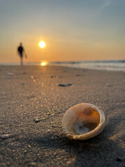 Open Seashell on the Beach