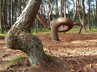 Curonian Spit. The pines of the Dancing Forest. Kaliningrad region