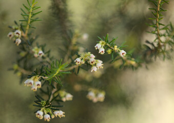 Flora of Gran Canaria -  small white flowers of Erica arborea Tree Heather natural macro floral background
