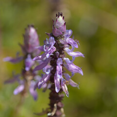 Blue flowers of Nepeta, cat mint, natural macro floral background