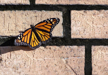 Iconic colorful Monarch Butterfly resting on a brick walkway during the day
