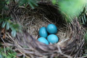 Four unhatched American Robin blue/cyan eggs in a shaded nest