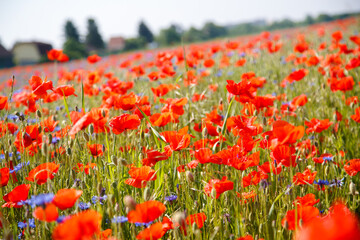 Field with bright red poppies in summer. Vienna, Austria.