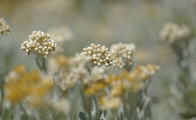 Obraz premium Flora of Lanzarote - Helichrysum gossypinum, cotton wool everlasting, Vulnerable species