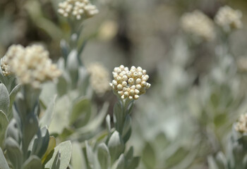 Flora of Lanzarote - Helichrysum gossypinum, cotton wool everlasting, Vulnerable species