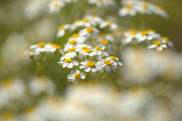 Flora of Gran Canaria -  Tanacetum ferulaceum, fennel-leaved tansy endemic to the island, natural macro floral background
