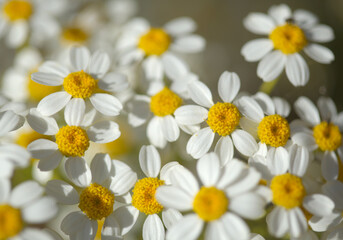 Flora of Gran Canaria -  Tanacetum ferulaceum, fennel-leaved tansy endemic to the island, natural macro floral background
