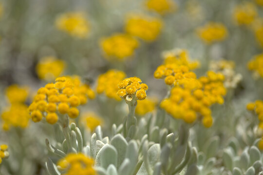 Flora of Lanzarote - Helichrysum gossypinum, cotton wool everlasting, Vulnerable species
