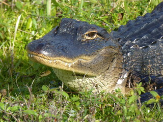 Young Gator in Viera Wetlands, Florida