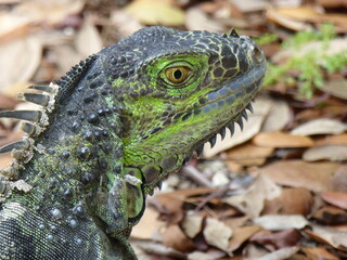 Obraz premium Green Iguana in South Florida