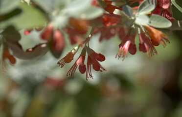 Flora of Gran Canaria - flowering Teucrium heterophyllum, species of  germander endemic to Macaronesia natural macro floral background

