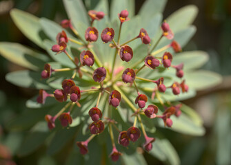 flora of Tenerife - spurge Euphorbia atropurpurea, endemic to Tenerife, natural macro floral...