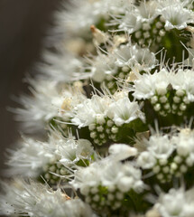 Flora of Tenerife -  Echium simplex, white flowers of bugloss endemic to the island natural macro floral background
