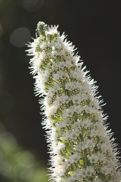 Flora of Tenerife -  Echium simplex, white flowers of bugloss endemic to the island natural macro floral background

