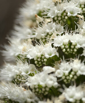 Flora of Tenerife -  Echium simplex, white flowers of bugloss endemic to the island natural macro floral background
