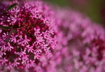 Flora of Gran Canaria -  Centranthus ruber, red valerian, invasive in Canaries natural macro floral background
