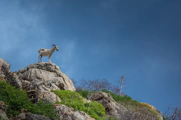 Papier Peint photo Plage de La Pelosa, Sardaigne, Italie Goat over a rock in Asinara national park, sardinia