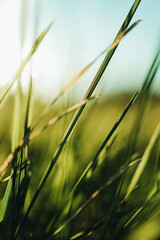 Green grass in sunlight. Beautiful nature