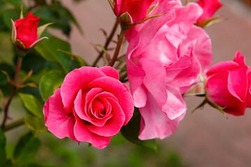 Beautiful roses in the garden