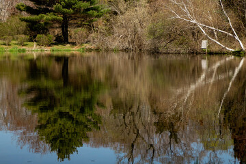 Obraz premium reflections in the water