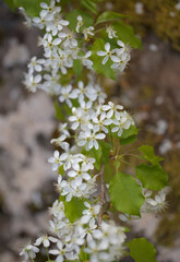 Horticulture of Gran Canaria -  fruit trees blossoming in sping, March, natural macro floral background
