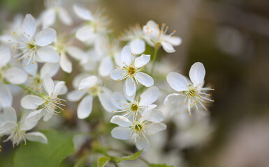 Horticulture of Gran Canaria -  fruit trees blossoming in sping, March, natural macro floral background
